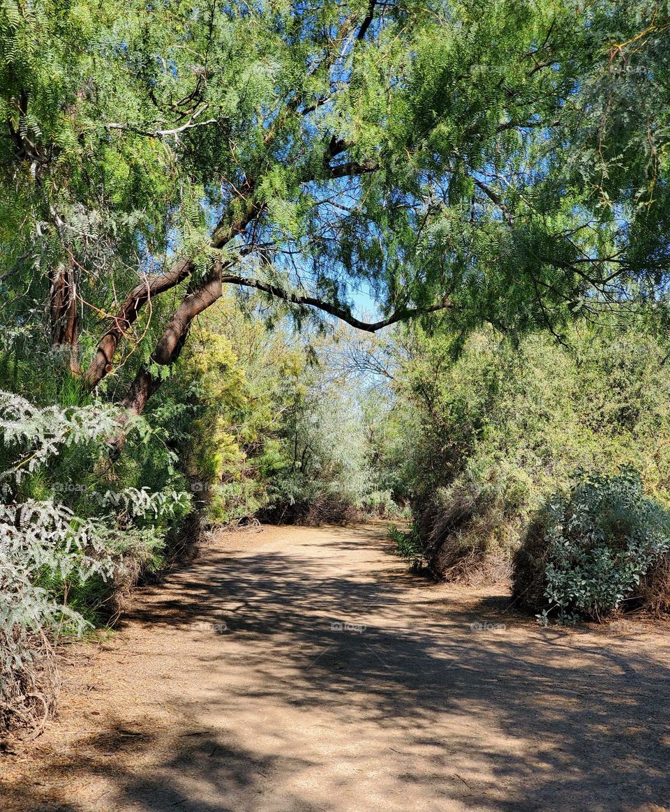Trail of Sun and Shade