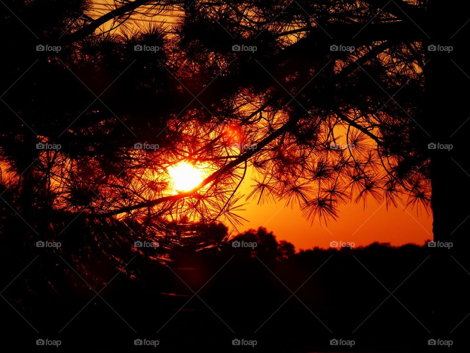 Sunset behind the tree