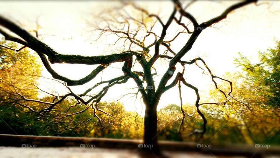 Oak tree in Central Park NYC