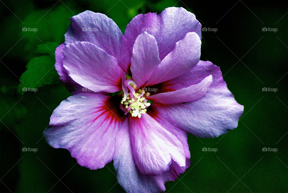 green nature flower macro by angelnajera