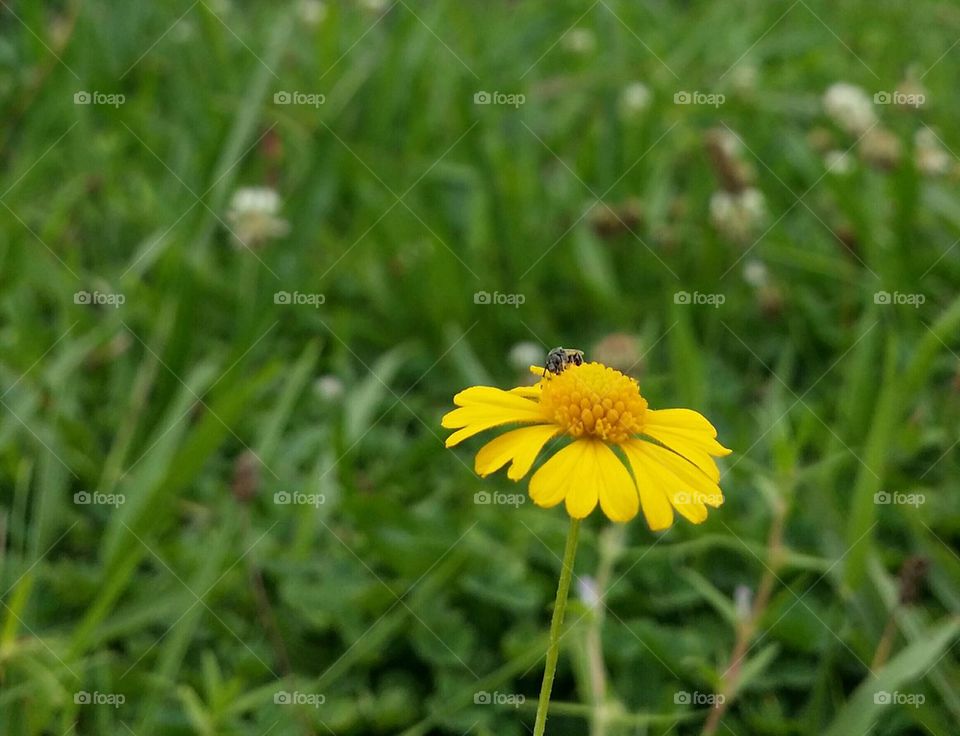 Yellow flower