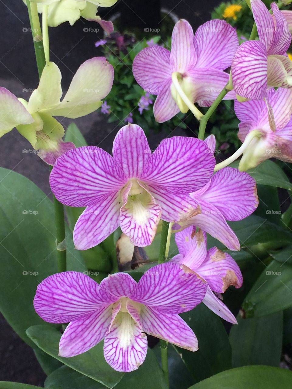 Orchids