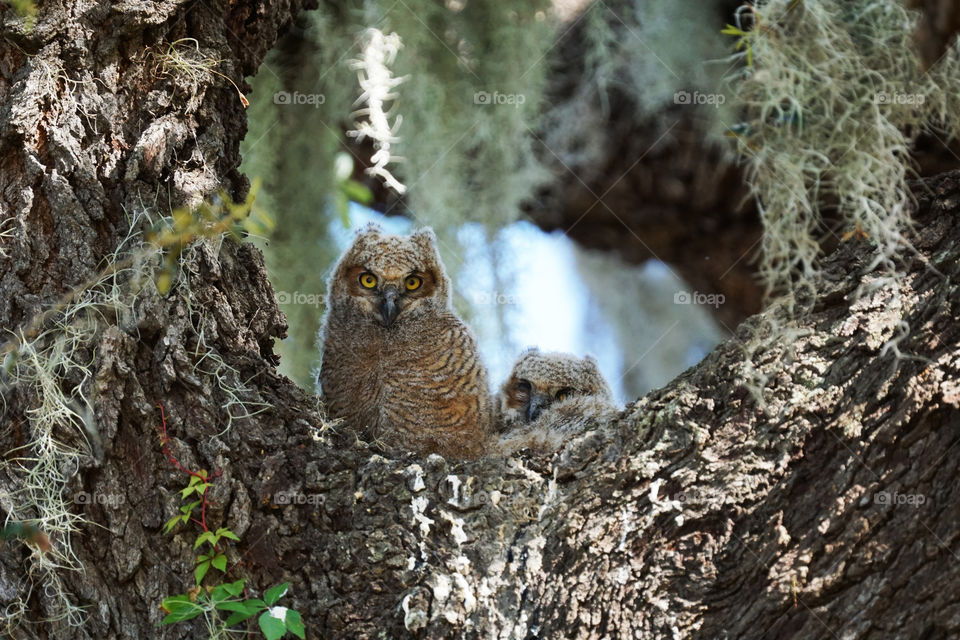 Two baby owls