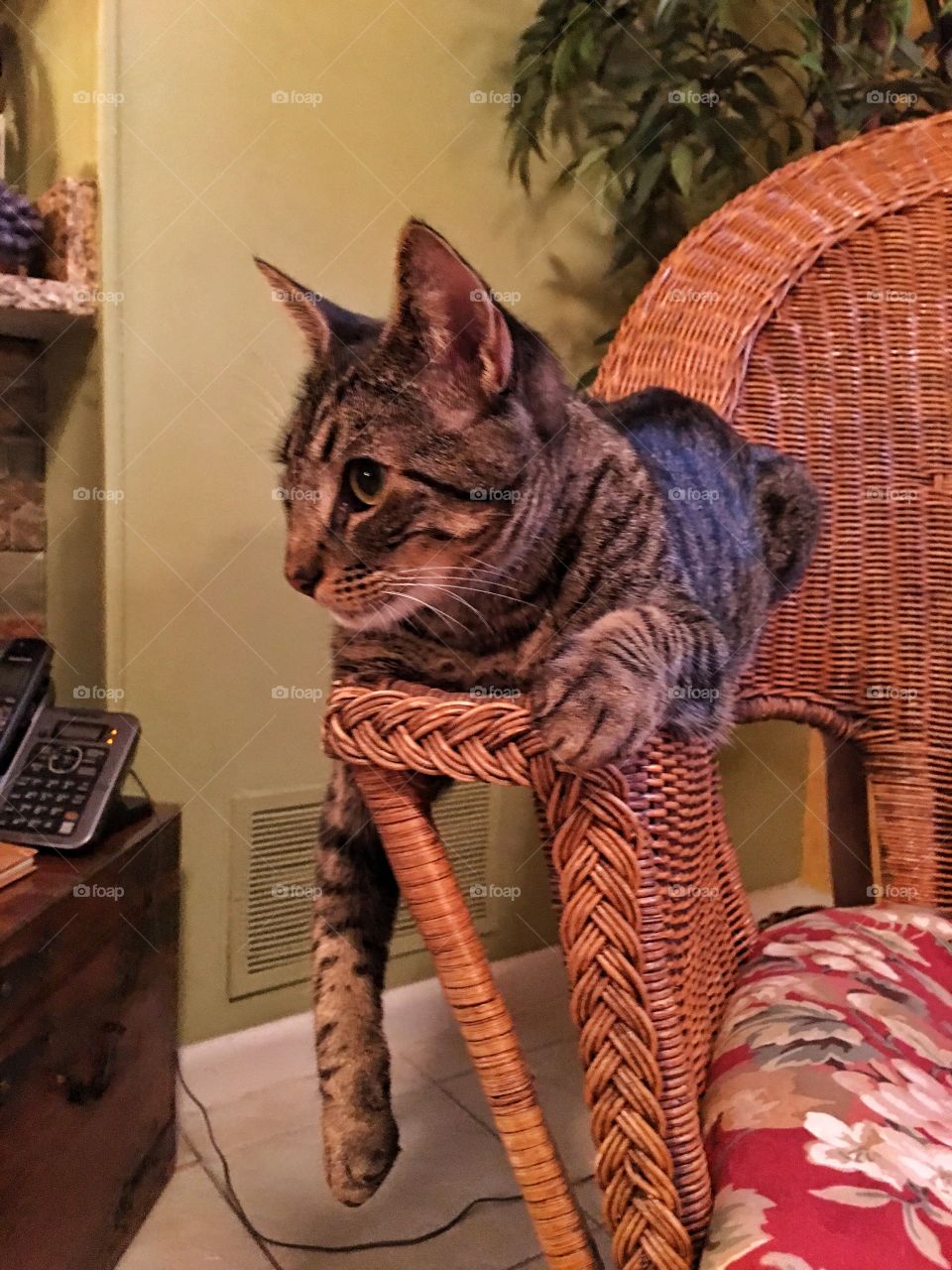 Cat on the arm of a chair