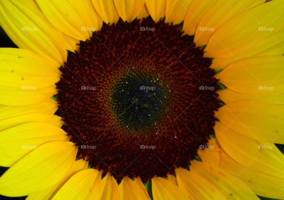 Sunny Sunflower 