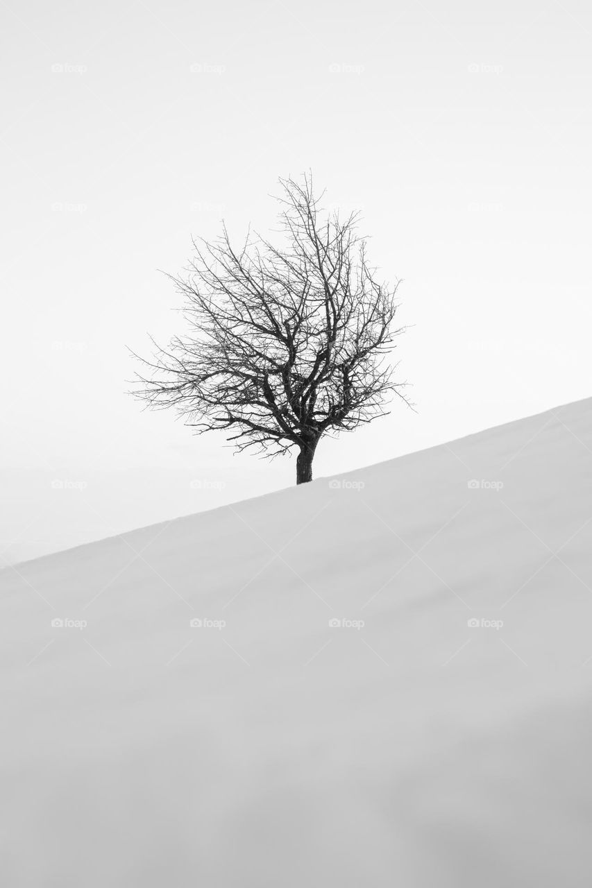 Bare tree on snow covered land in black and white colors .