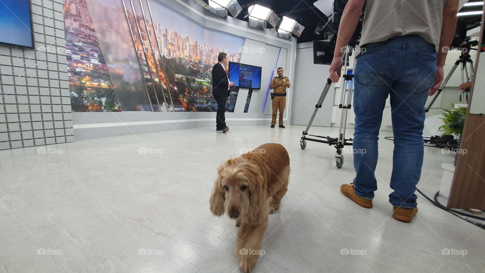dog in TV