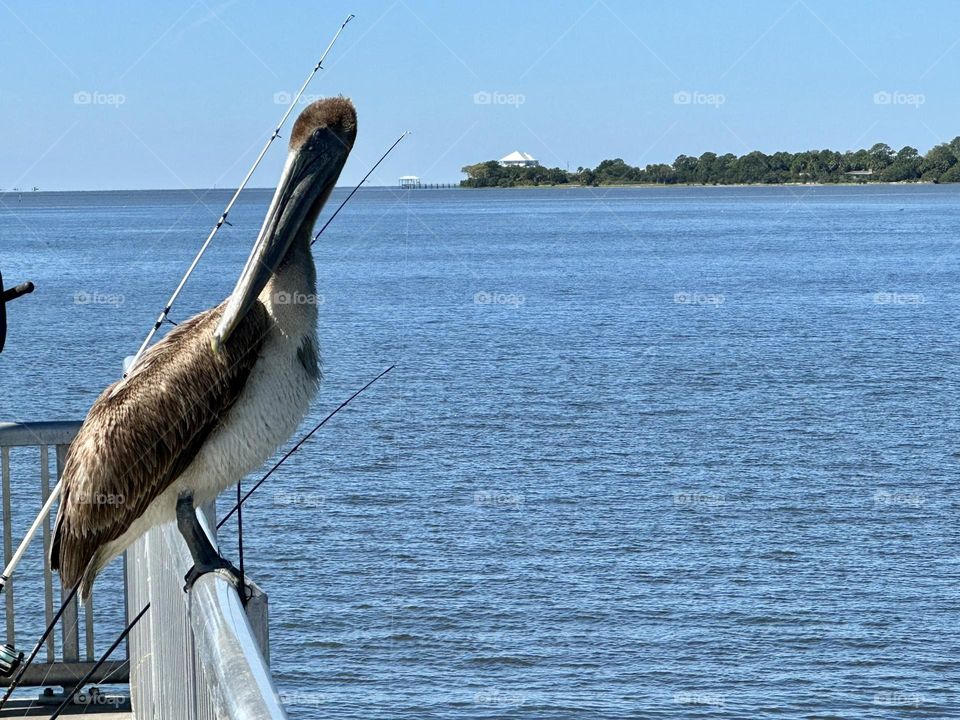 Brown adult pelican fishing off the pier - Pets aren’t always the easiest subjects to photograph. No matter how many times you ask them to look at the camera, in the end, they’re going to do whatever they want to do.