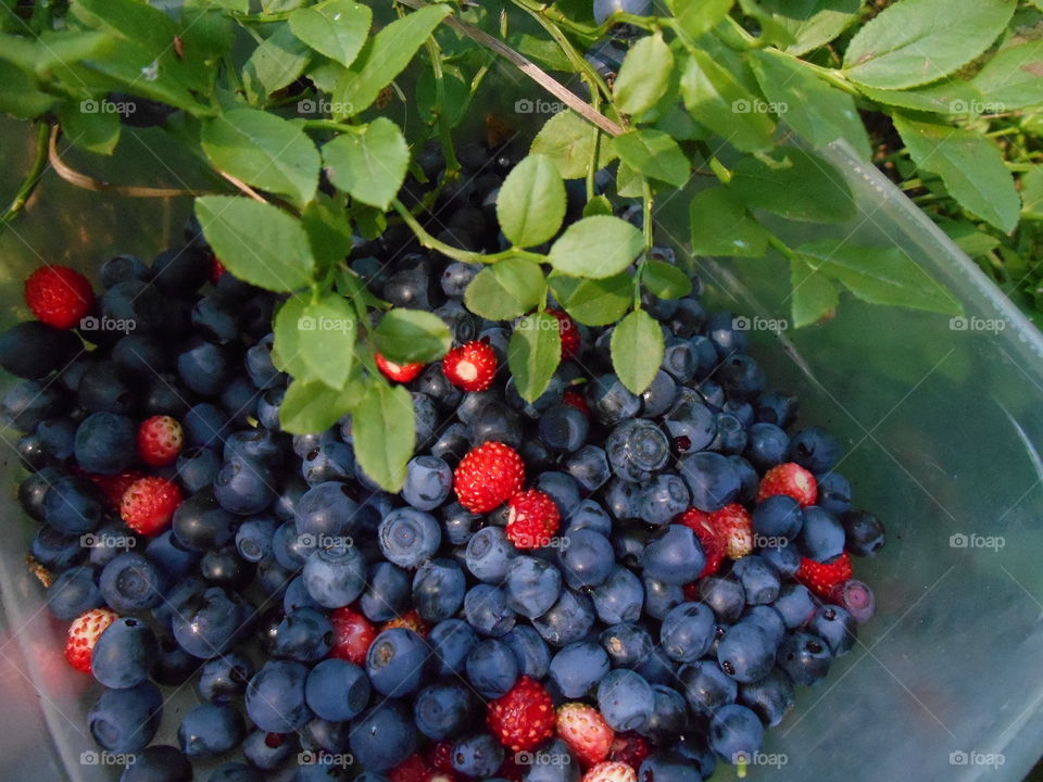 blueberries collection in the forest summer time