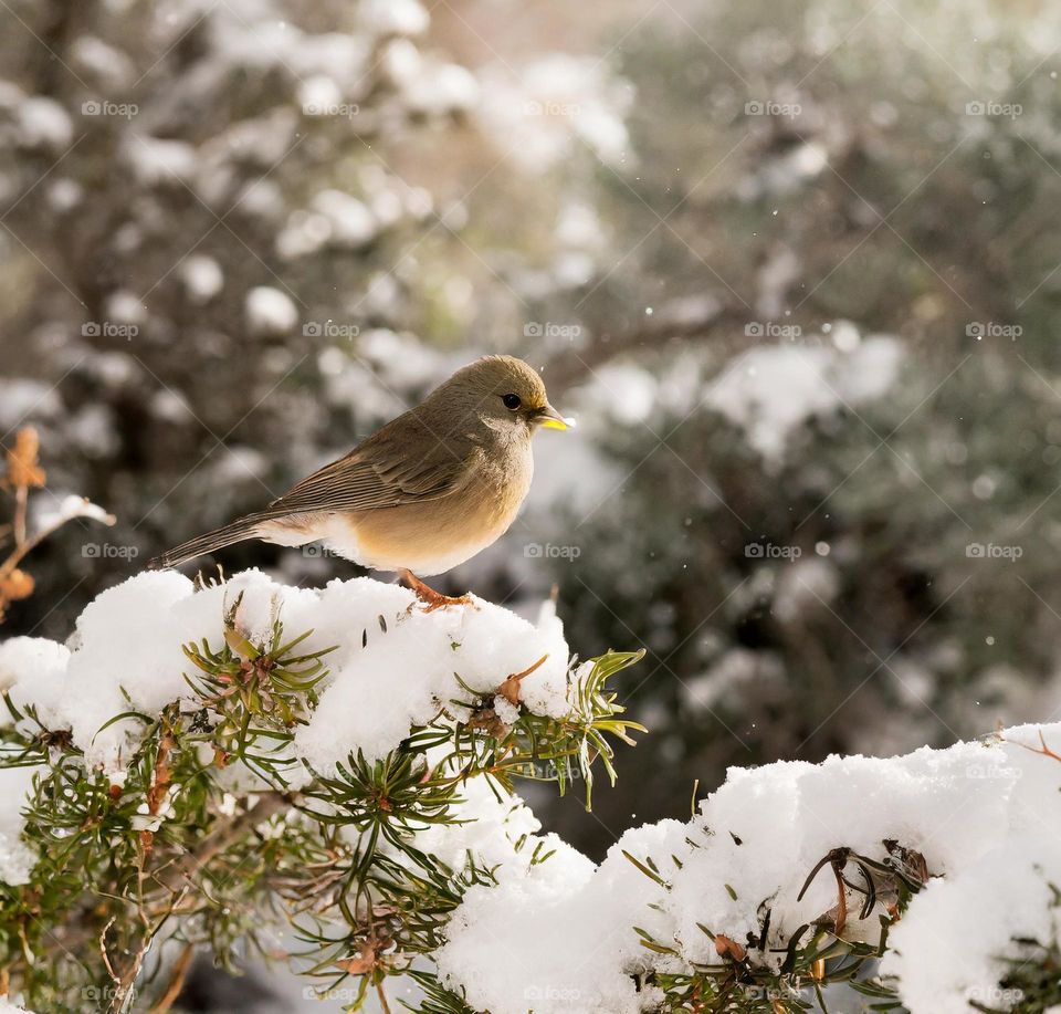 Captured this beautiful moment of a small bird enjoying the snowy scenery from its cozy spot on a branch!
