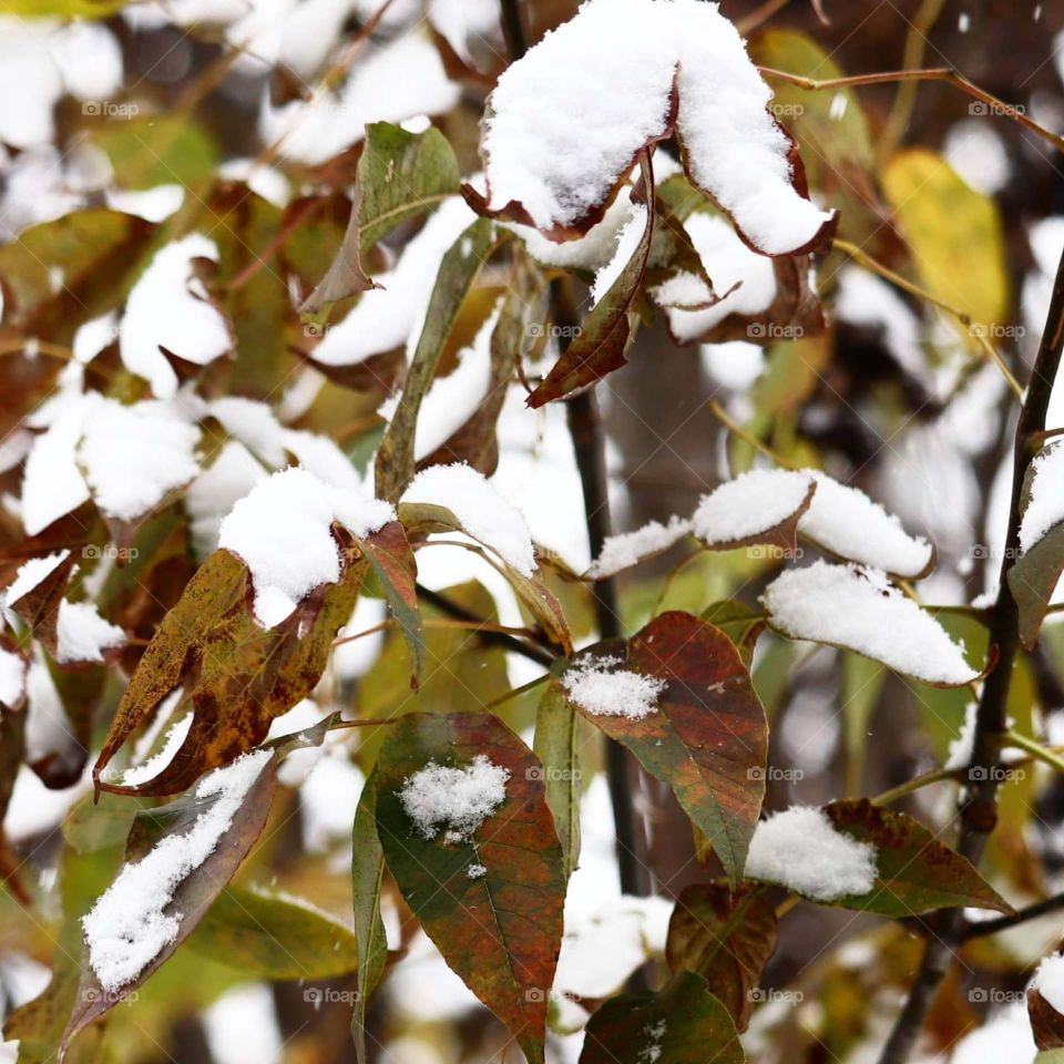 snow on leaves