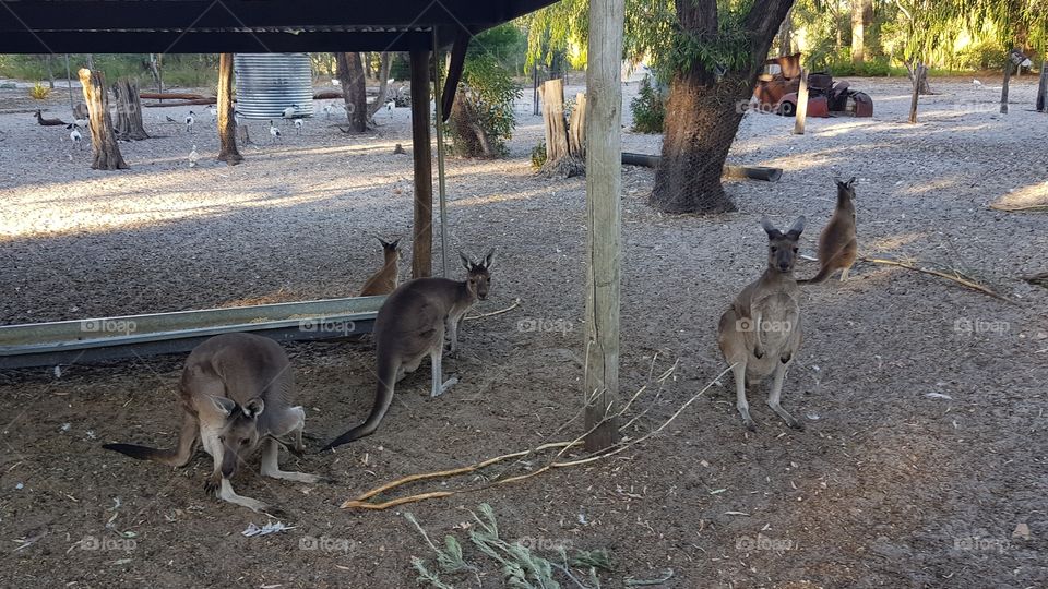 kangaroos hanging out