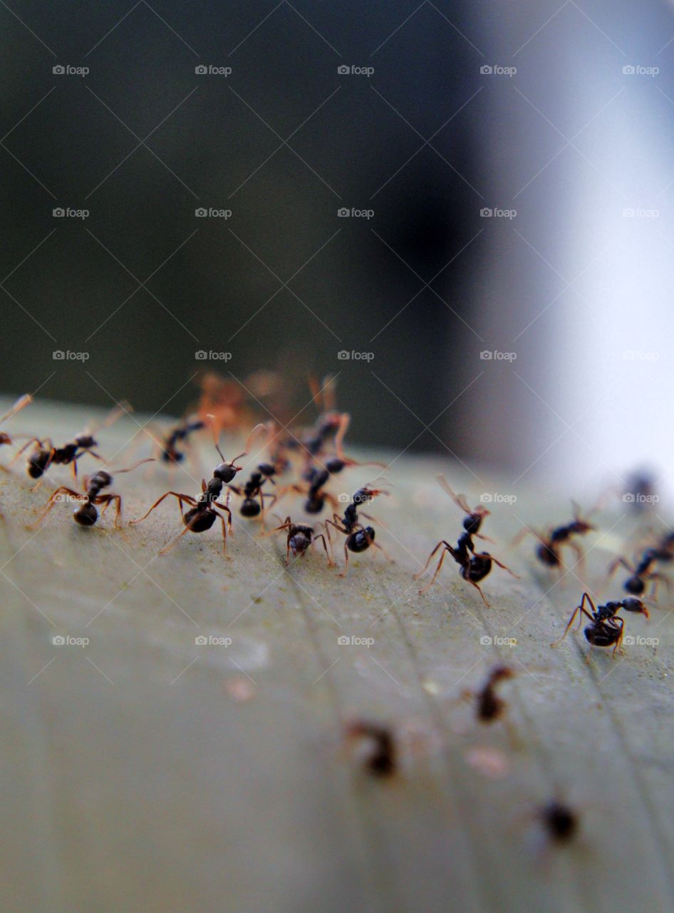 Dancing ants