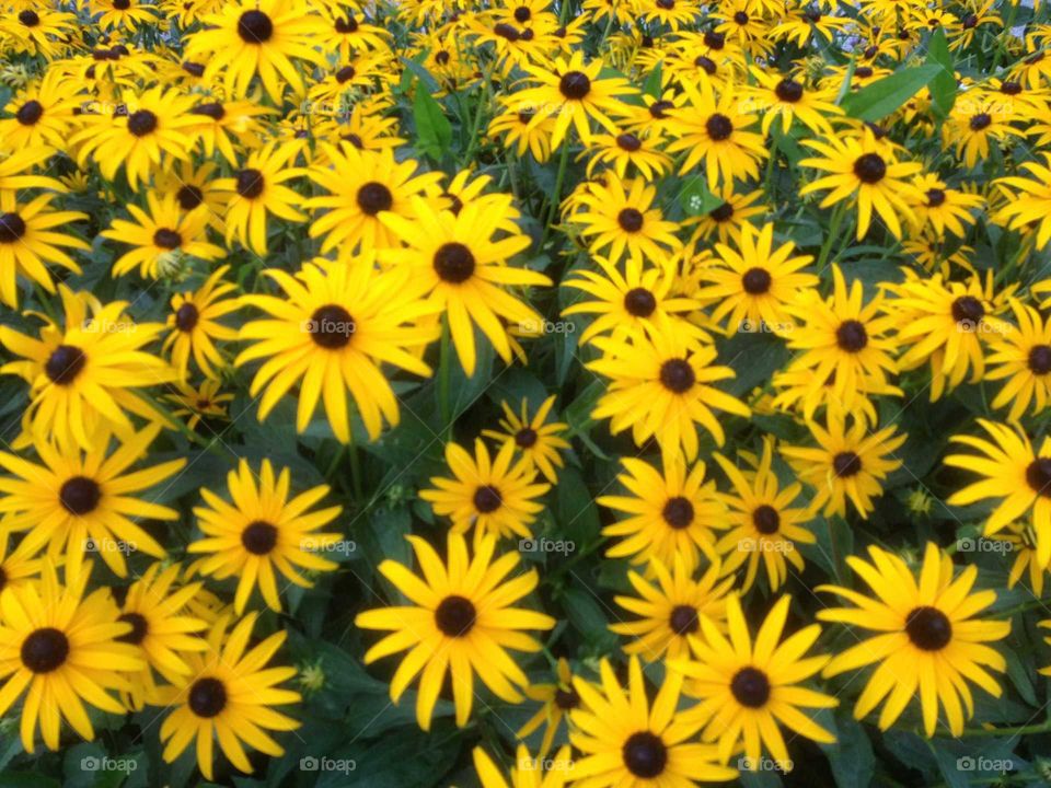 Black-eyed Susans. Flowers at the Walker