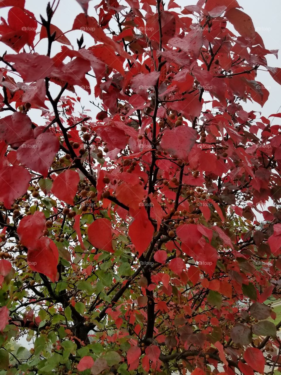 A Rainy Autumn Day Through A Raindrop Covered Windshield.