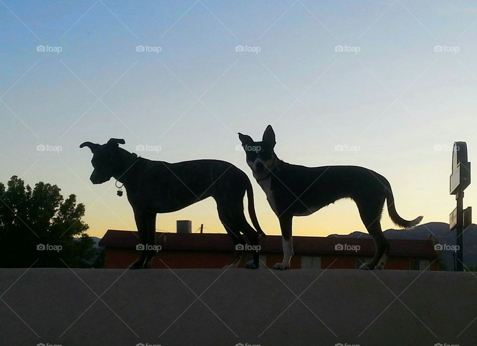 Doggos on the "Roof"