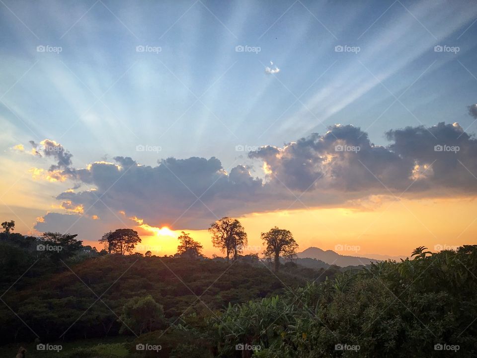 Crepuscular rays and tree silhouettes.