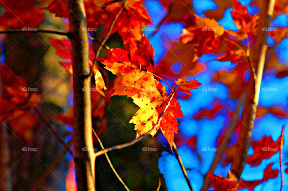 Colorful leaves - Autumnal refers to things that are suggestive of autumn. ... It's pretty clear why the season during which the leaves turn is called fall. After all, the leaves fall from the trees. But we also call this season autumn.