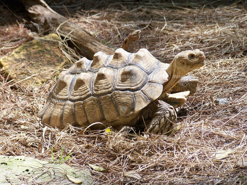 tortoise