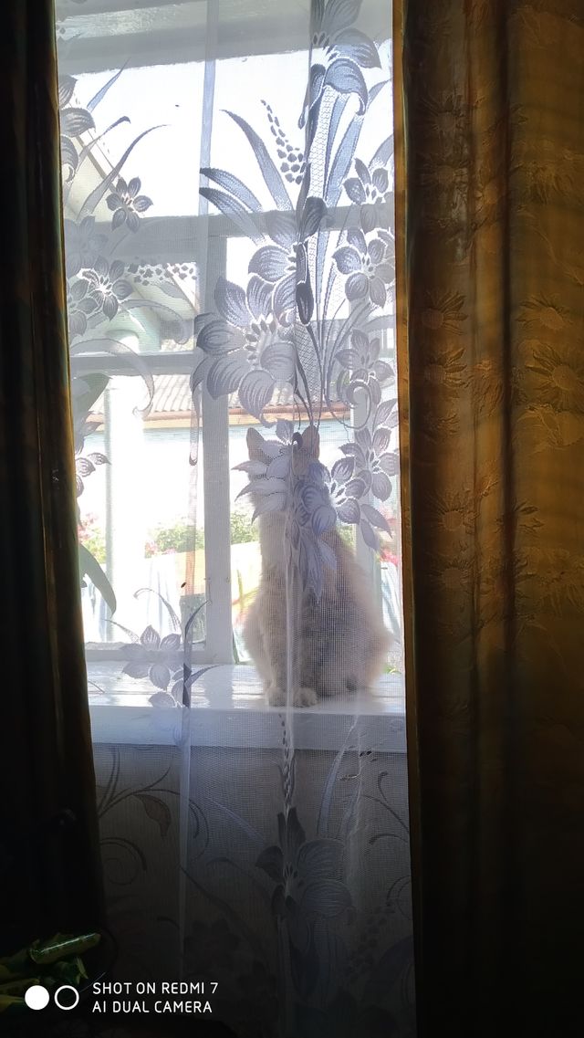 cat in the window