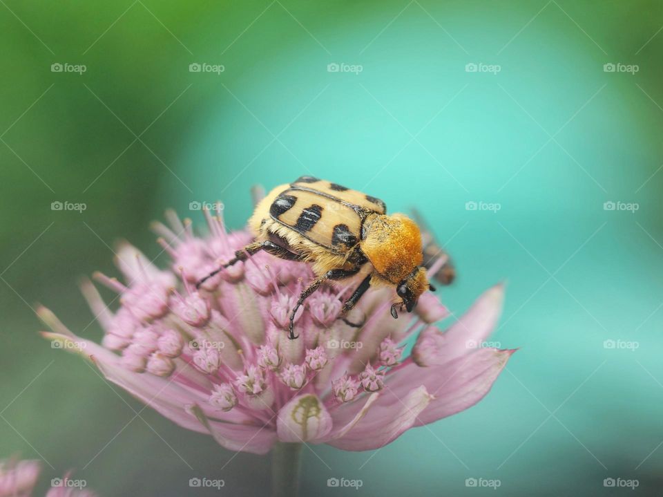 Eurasian bee beetle