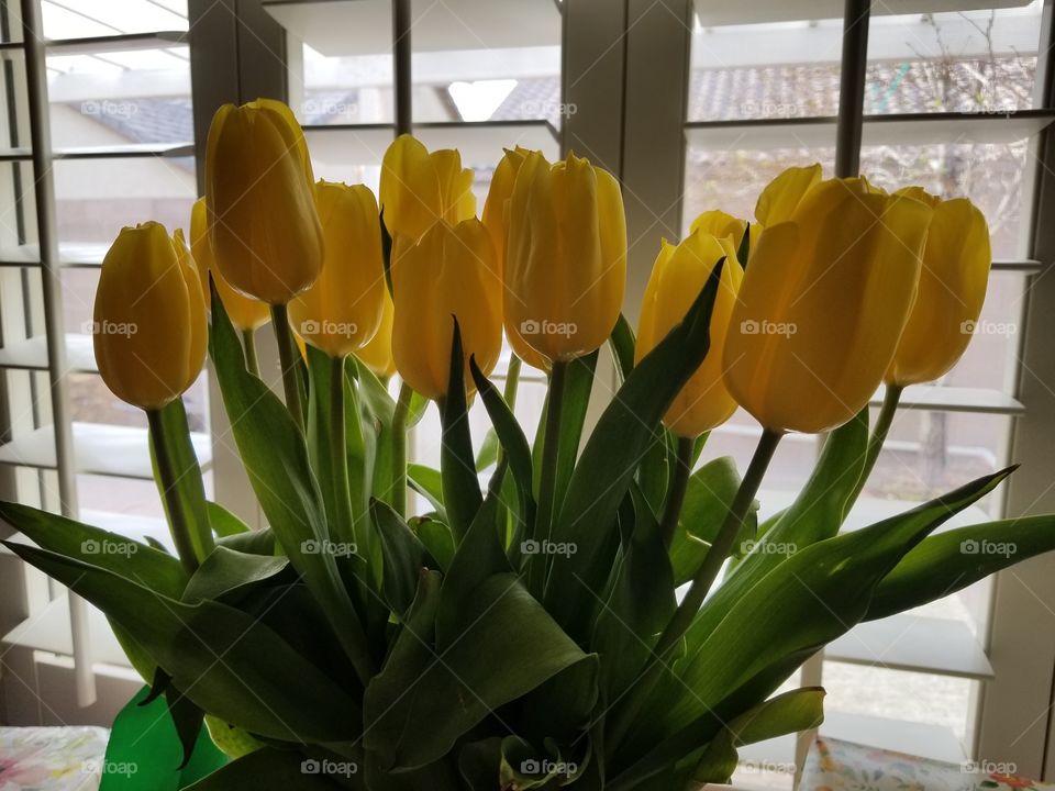 Tulips