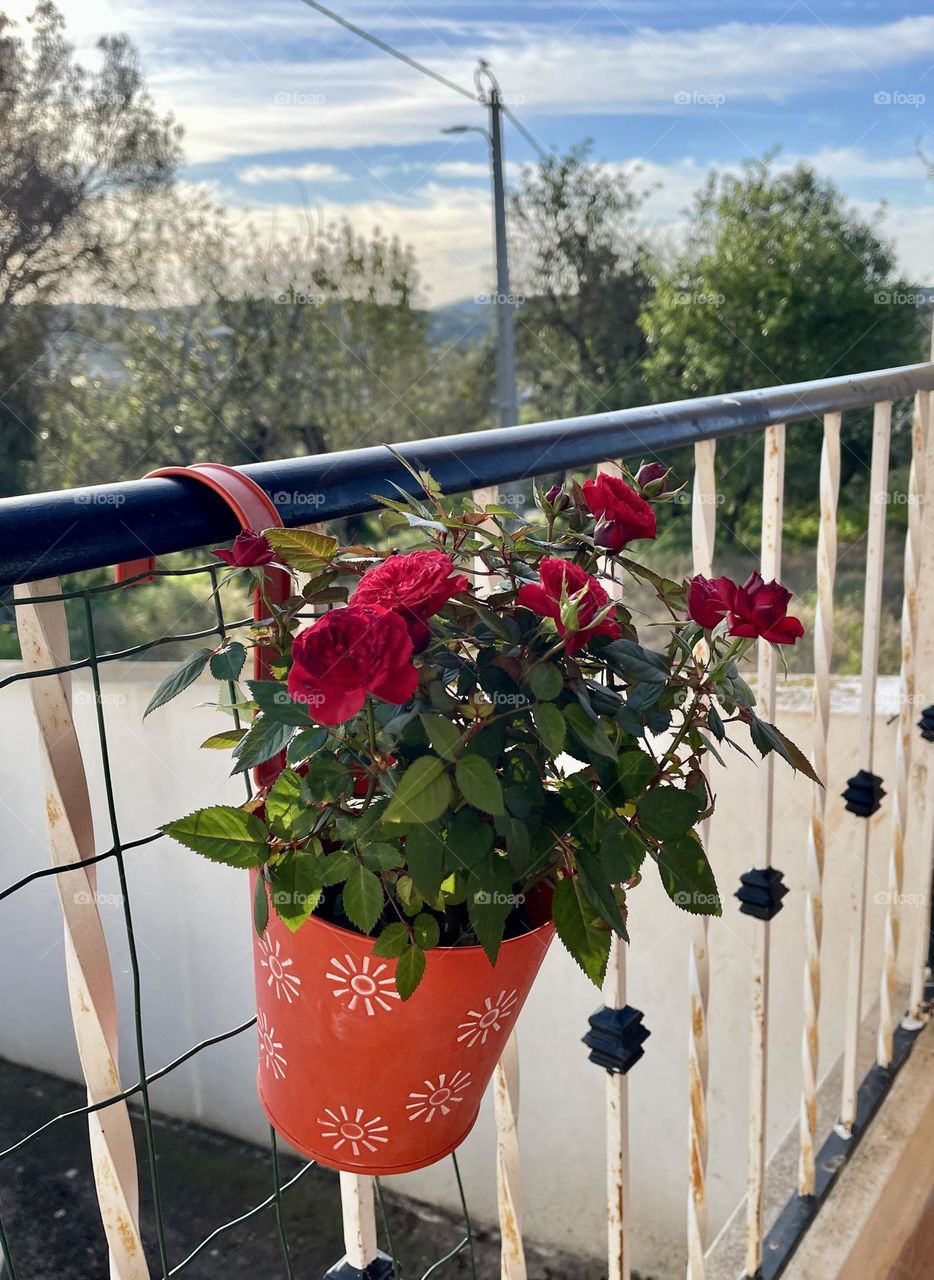 vase of red roses on porch