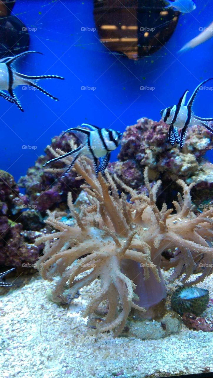 Underwater, Invertebrate, Coral, Fish, Ocean
