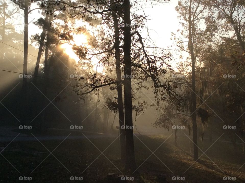 View of a forest at morning