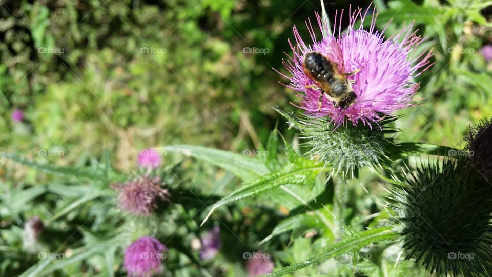 bee on thistle