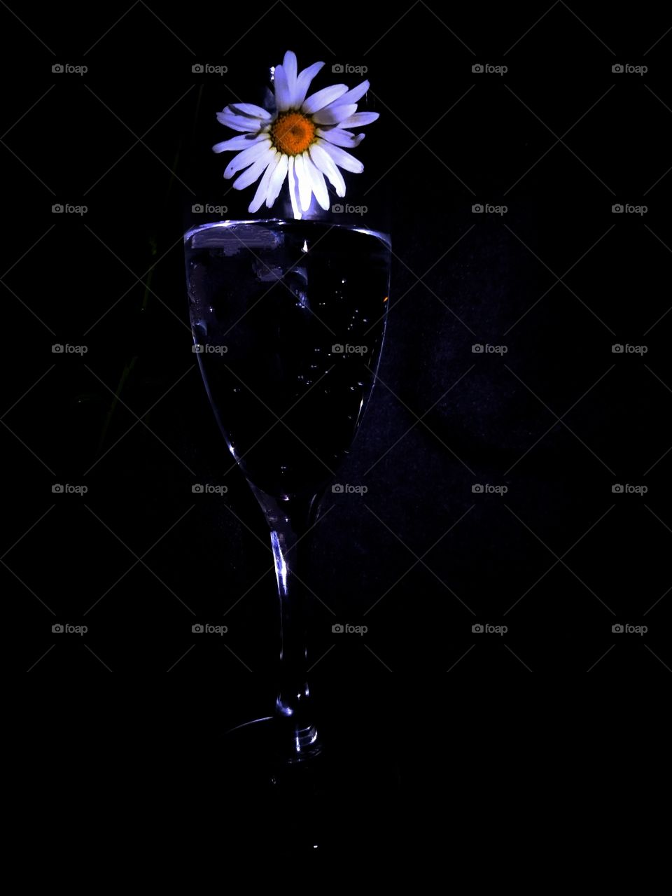 Chamomile in a glass of water on a black background