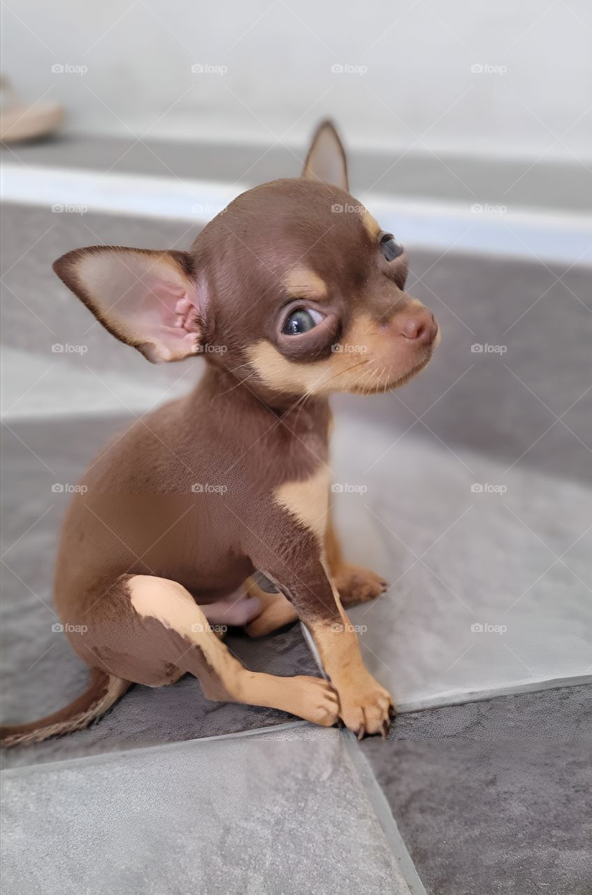 cute little puppy and mischievous behavior