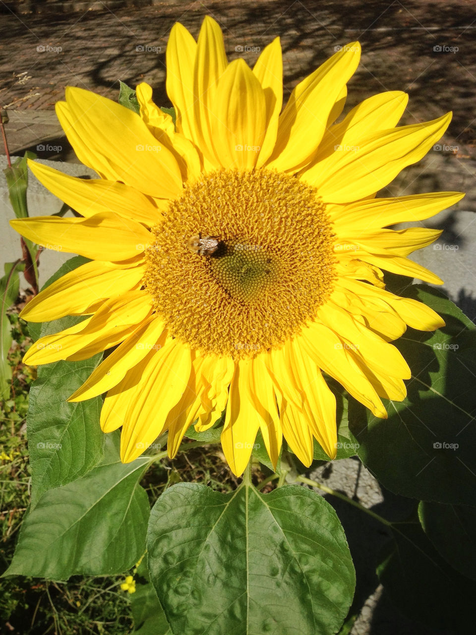 yellow flower sun animal by twilite