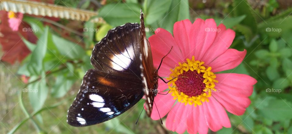 a beautiful butterfly perched on a blooming flower