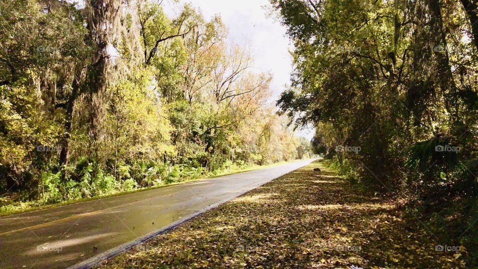 A lone road in Florida on a beautiful  sunny day. Taken in December-yes. This is our winter!