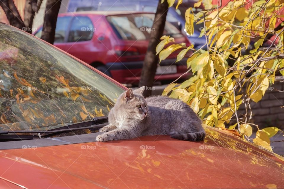 Cute cat on the red car