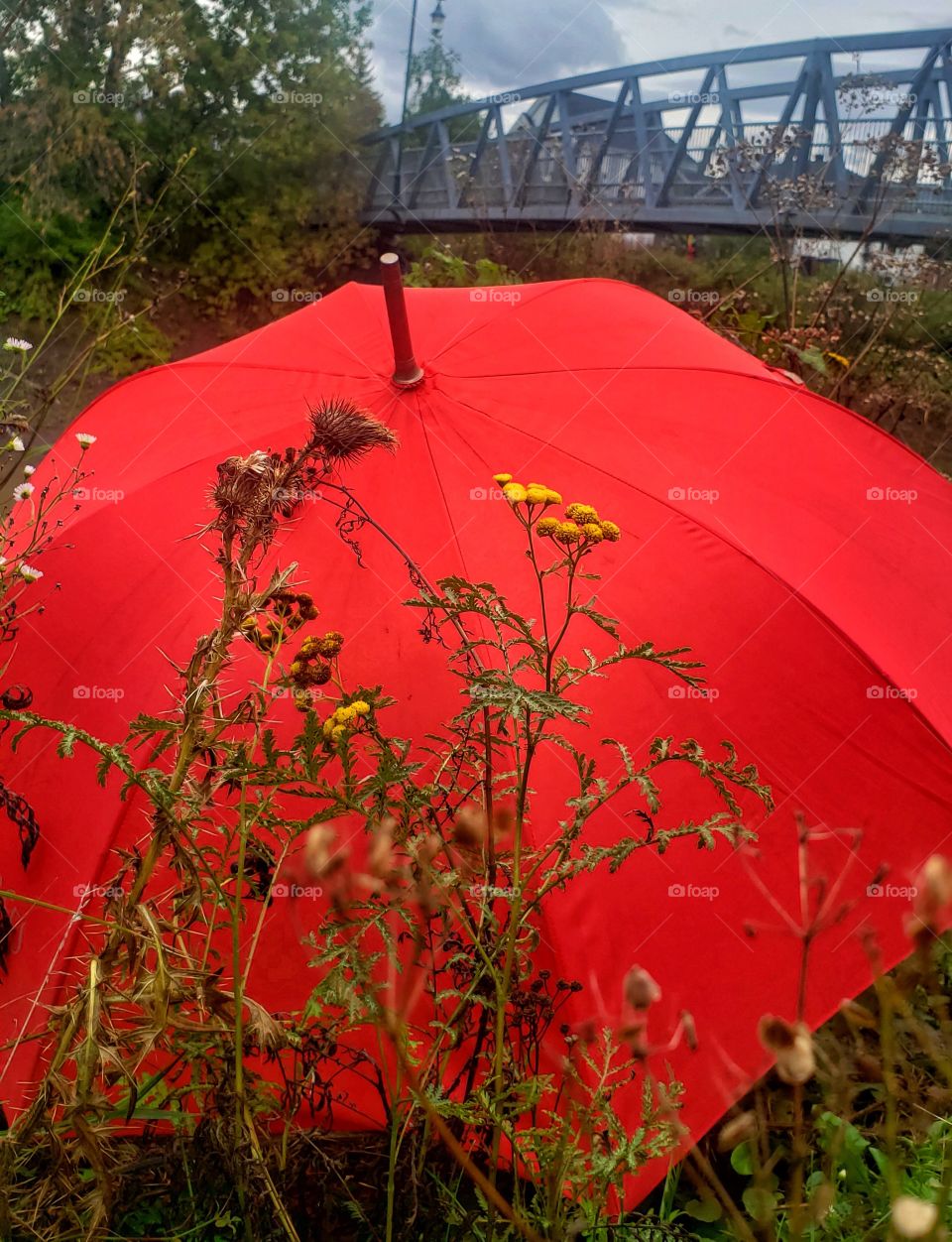Red umbrella in nature