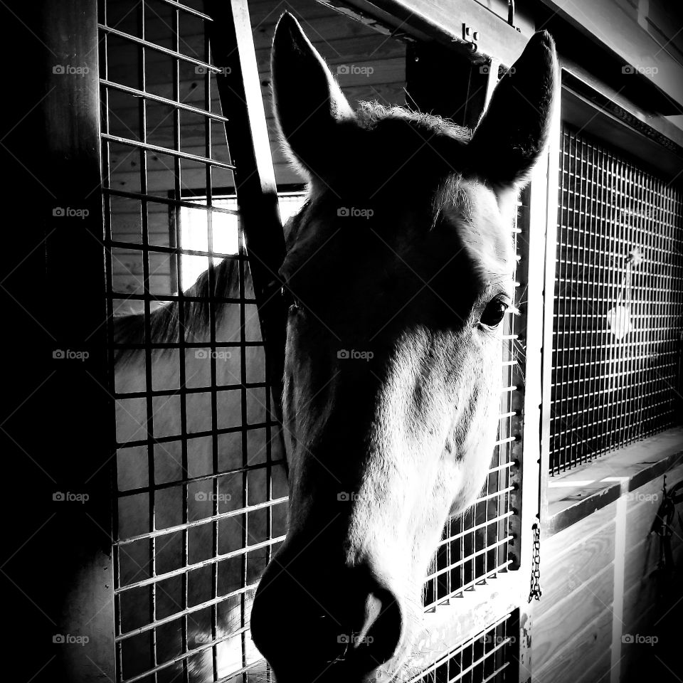 Monochrome, One, People, Fence, Cage