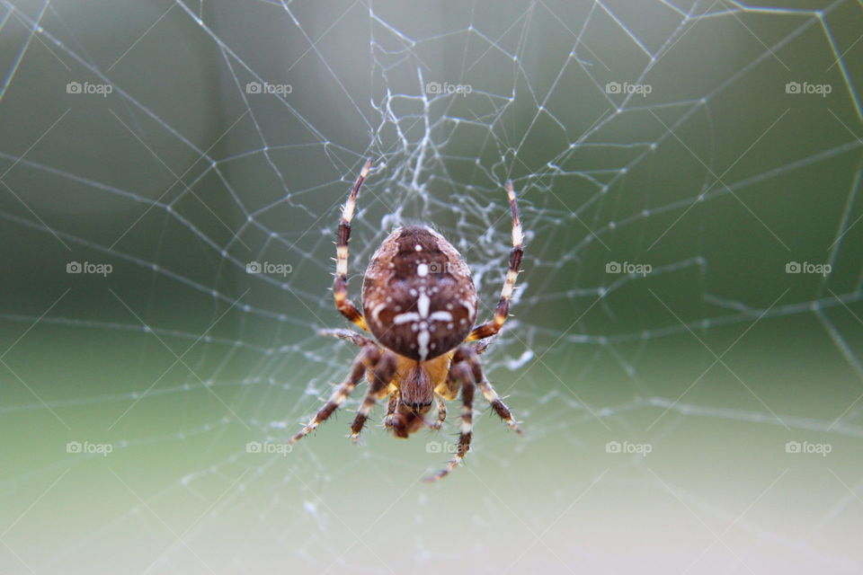 Spider up close!