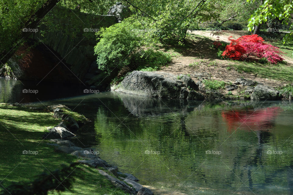 red lake park bush by delvec