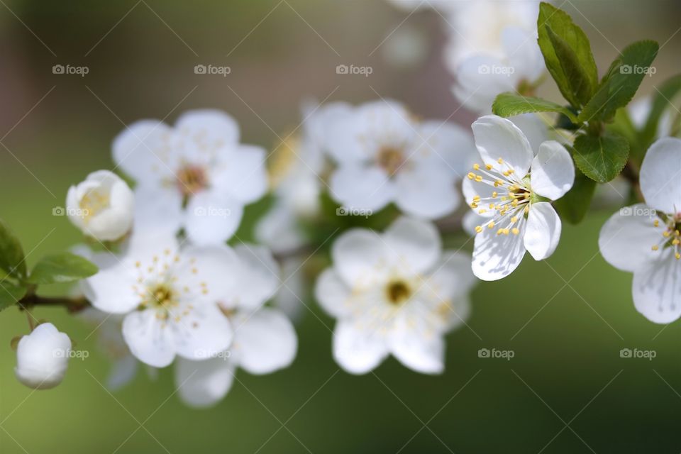 Cherry plum flowers 