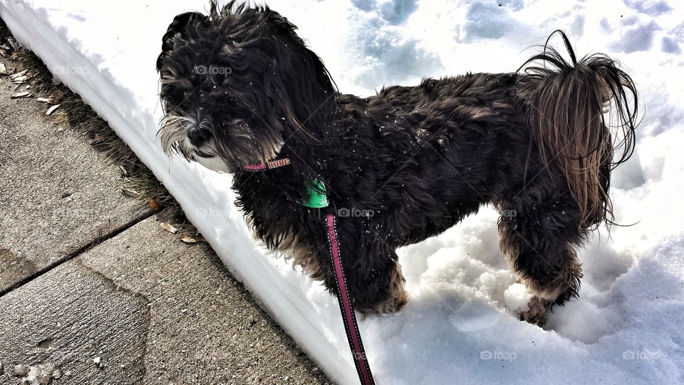 Cute Dog in Snow