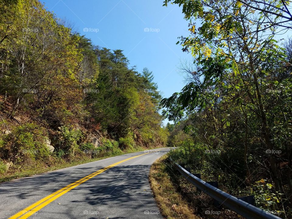 Road through the trees