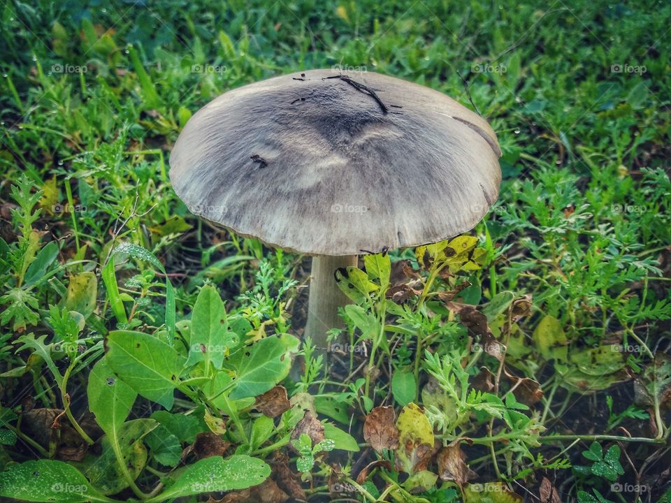 Mushroom in fall!