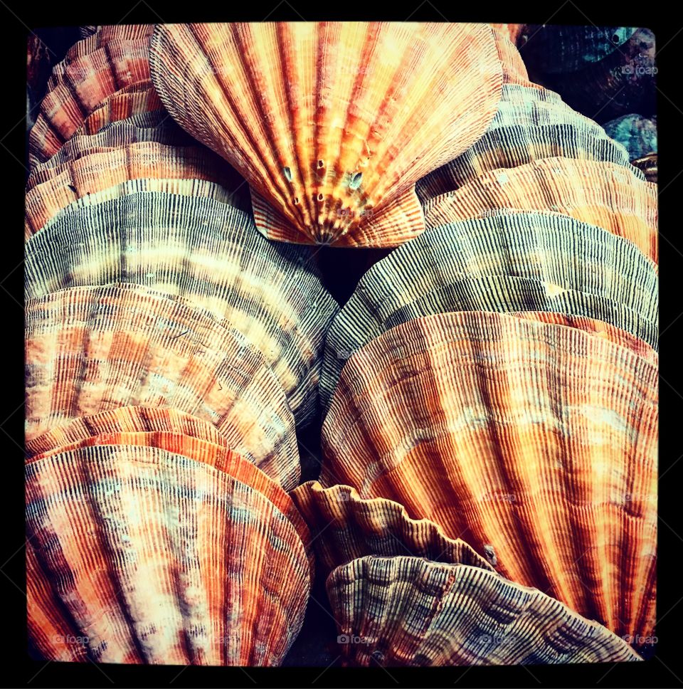 Sea shells 