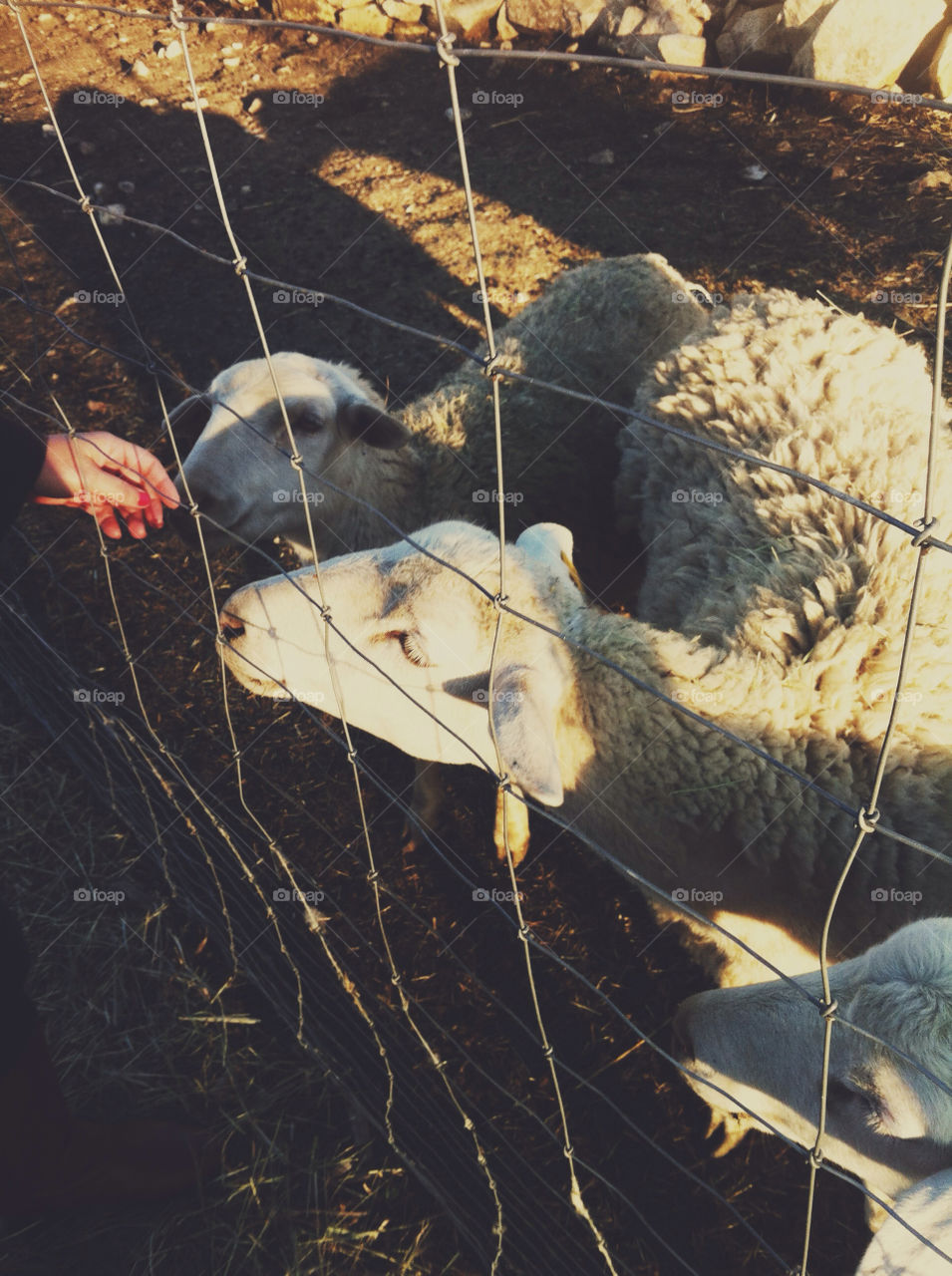 A woman holding out her hand for a sheep.