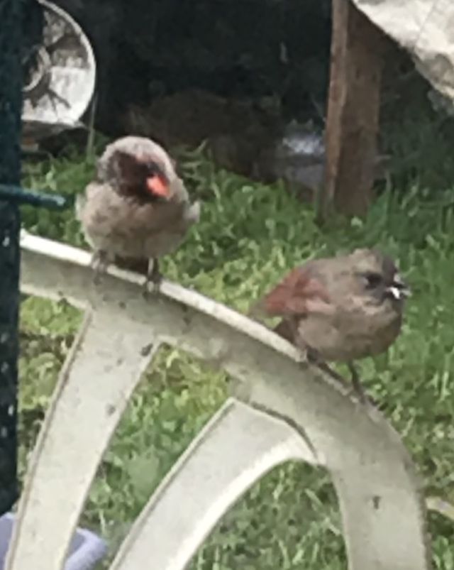 Cardinals