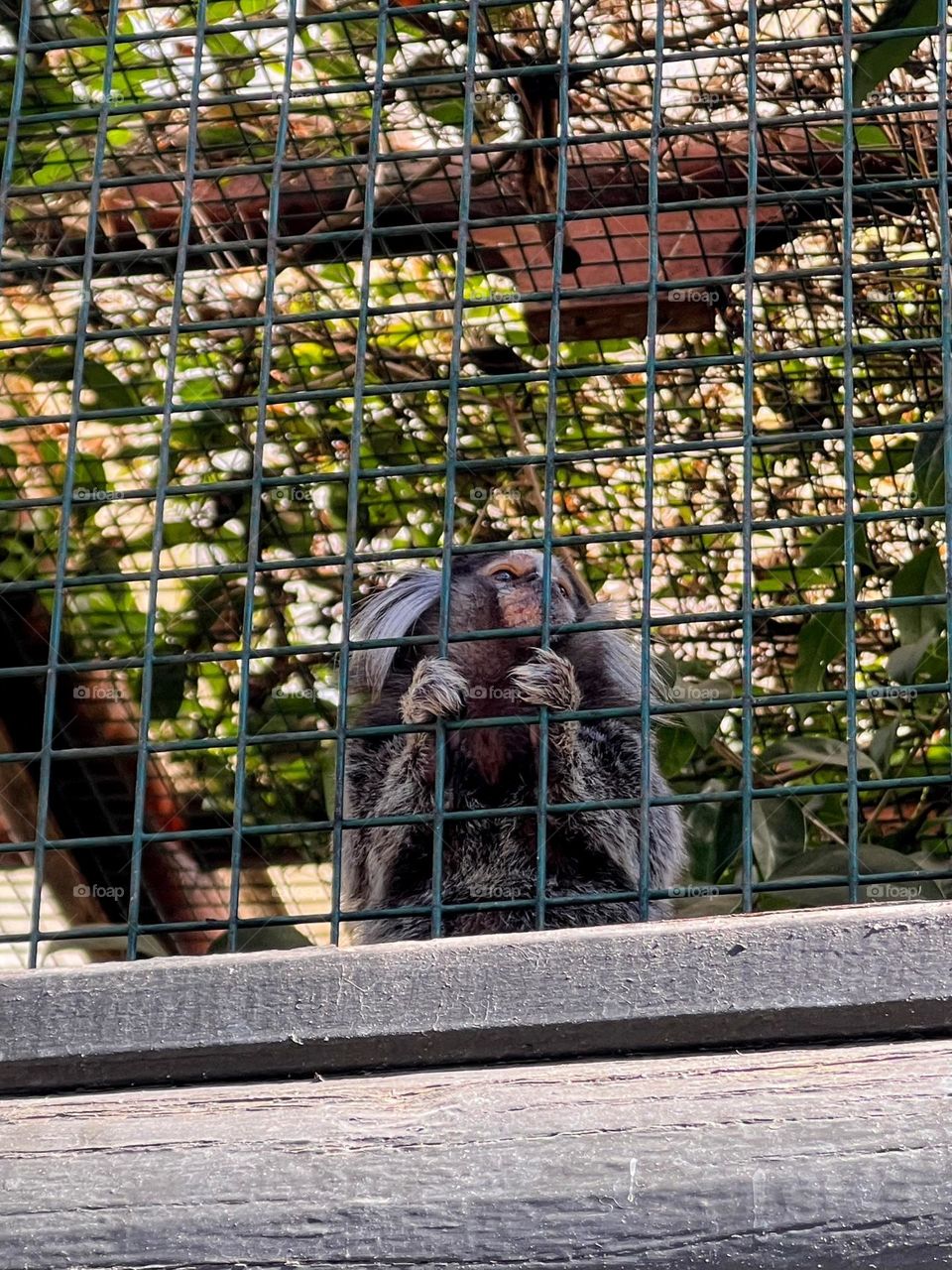 Monkey behind the fence