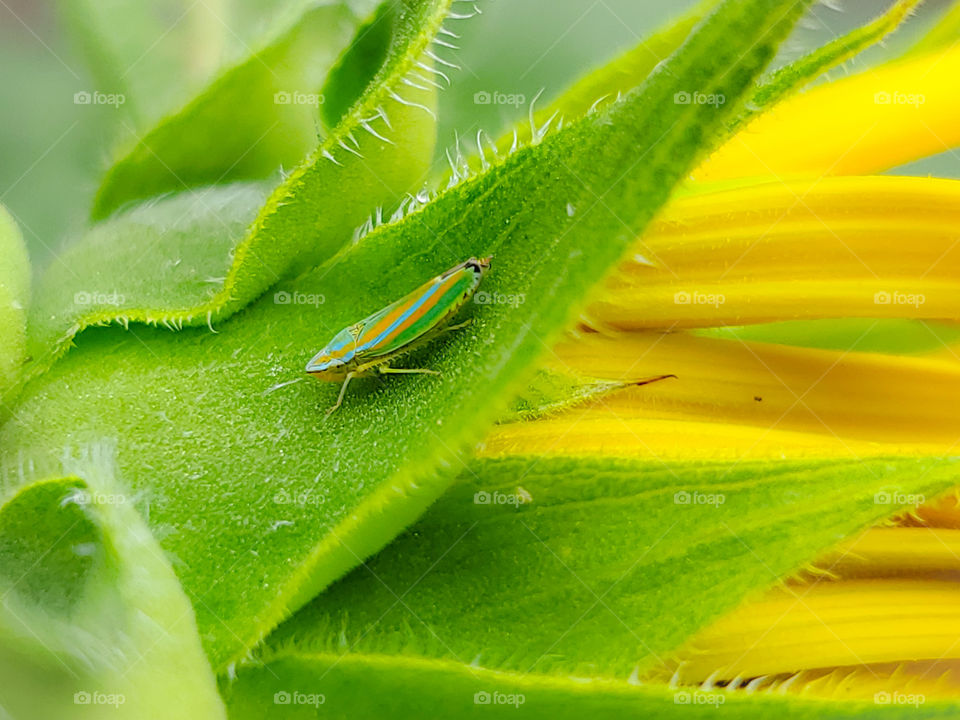 Colorful leafhoppers on the top green leaves of a yellow common sunflower