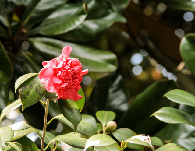 red magnolia